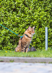 Image showing Maine Coon cat in park