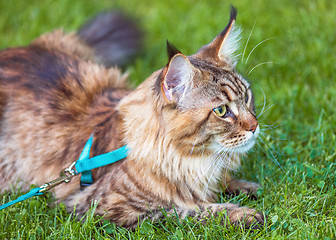 Image showing Maine Coon cat in park