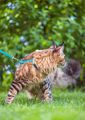 Image showing Maine Coon cat in park