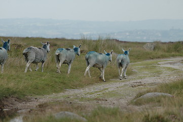 Image showing follow the leader