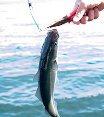 Image showing fishing for pollock