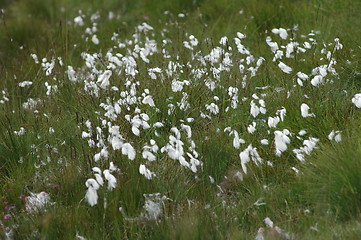 Image showing bog cotton
