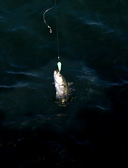 Image showing reel fishing