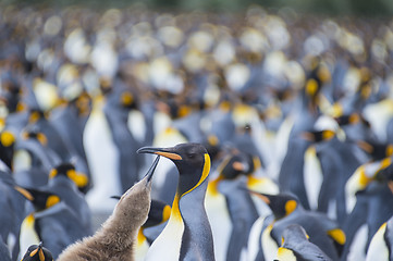 Image showing King Penguins colony Gold Harbour