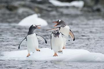 Image showing Gentoo Penguins on the ice
