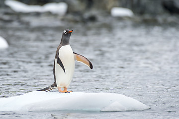 Image showing Gentoo Penguins on the ice