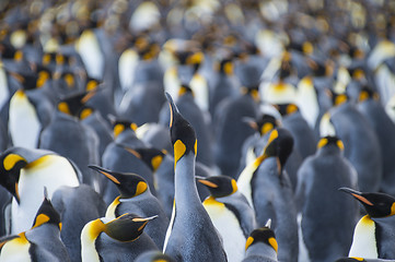 Image showing King Penguins colony Gold Harbour