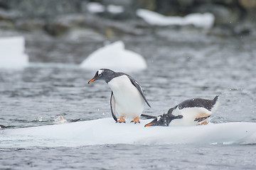 Image showing Gentoo Penguins on the ice