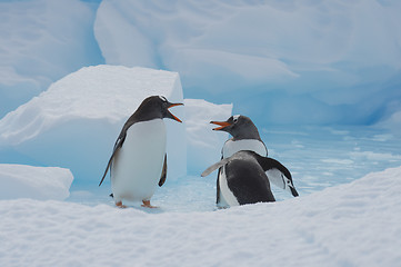 Image showing Gentoo Penguins on the ice