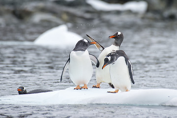 Image showing Gentoo Penguins on the ice