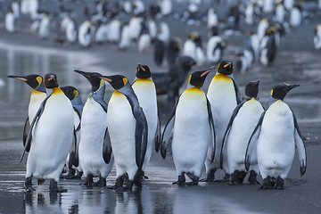 Image showing King Penguins colony Gold Harbour