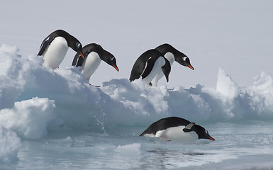 Image showing Gentoo Penguins on the ice