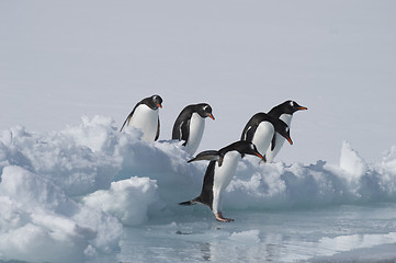 Image showing Gentoo Penguins on the ice