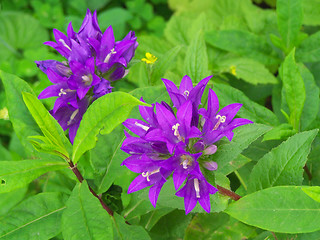 Image showing Campanula