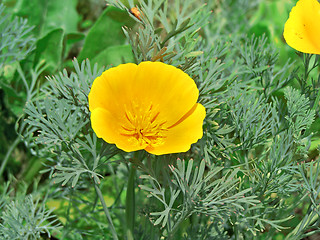 Image showing Mexican poppy
