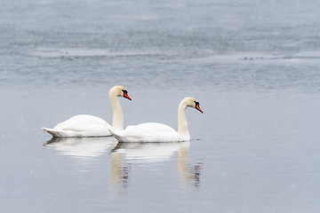 Image showing Couple of colorful swans