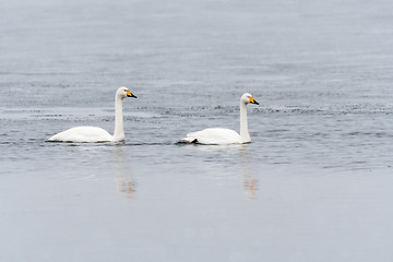 Image showing Couple of swans