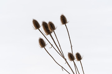 Image showing Seed capsule at winter season