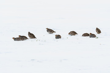 Image showing Flock of partridge birds looking for feed