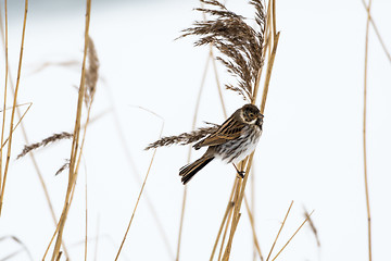 Image showing Male Reed Bunting in winter coloration