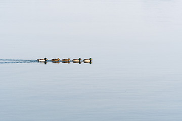 Image showing Mallards swimming in a row