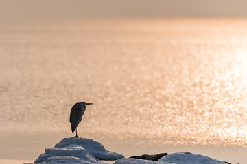 Image showing Heron waiting for springtime
