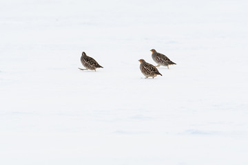 Image showing Three Partridge birds in the snow