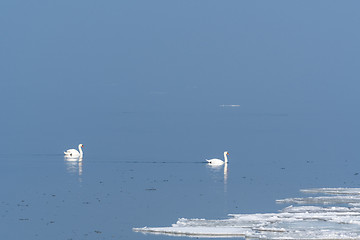 Image showing Swans in calm water