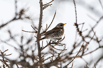 Image showing Fieldfare bird portrait