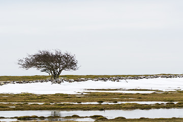 Image showing Lone tree in a landscape with melting snow