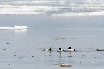 Image showing Beautiful Goldeneye ducks