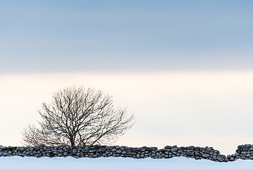 Image showing Bare tree by a stone wall