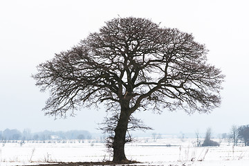 Image showing Big old tree silhouette