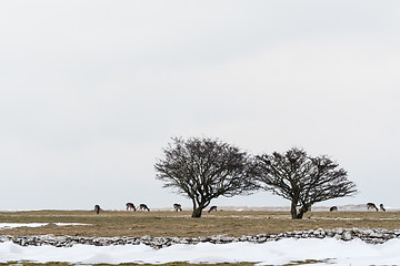 Image showing Group of deers in a snowy landscape