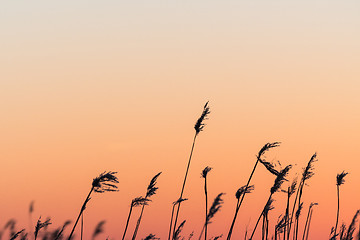Image showing Fluffy reed flowers by sunset