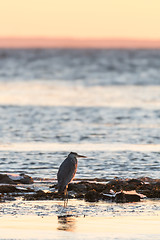 Image showing Grey Heron by sunset