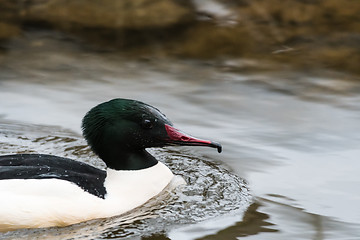 Image showing Male Common Merganser portrait