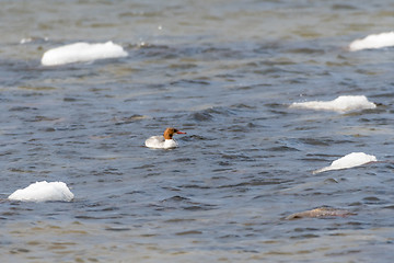 Image showing Female merganser in cold water