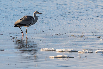Image showing Early bird in water with ice floes