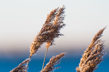 Image showing Dry fluffy reed flowers