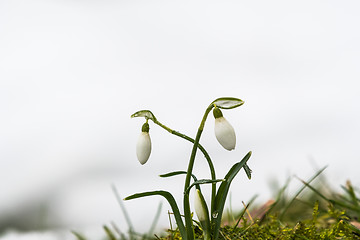 Image showing Group of blossom snowdrops in melting snow