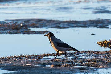 Image showing Hooded Crow by the coast