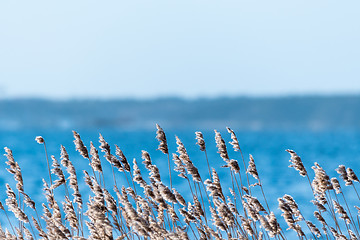 Image showing Sunlit fluffy reed flowers