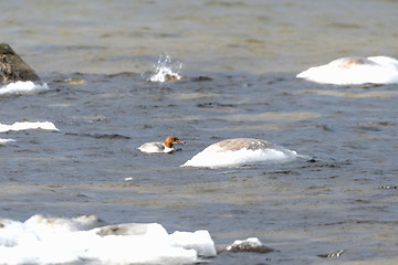 Image showing Female Goosander in cold water