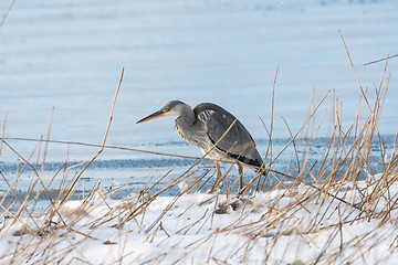 Image showing Gray Heron by snowy coast