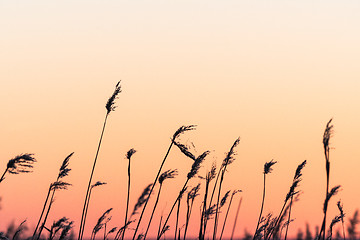 Image showing Fluffy dry reed flowers by colorful sky