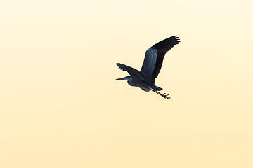 Image showing Grey Heron in flight