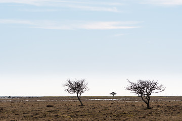 Image showing Trees in a great plain grassland