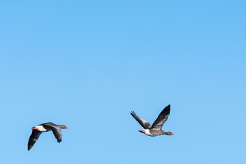 Image showing Migrating Greylag Goose couple