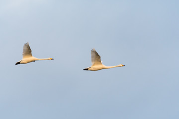 Image showing White Swans in Beautiful Flight